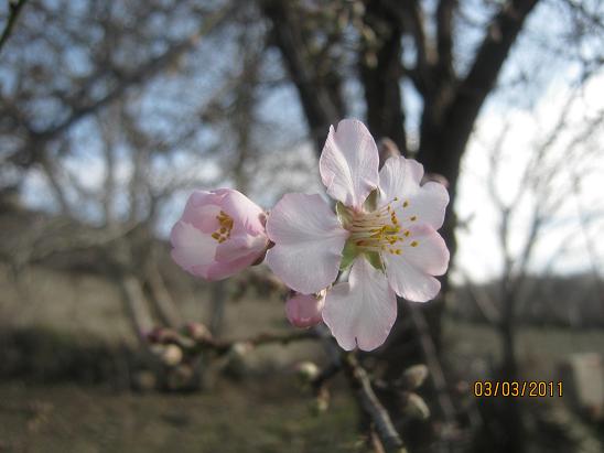 Name:  badem iek.JPG
Views: 2831
Size:  41.1 KB