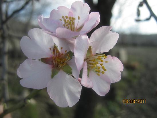 Name:  badem iek yakn.JPG
Views: 2969
Size:  38.2 KB