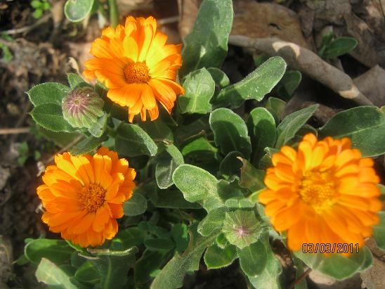 Name:  aynsafa.JPG
Views: 3771
Size:  57.7 KB