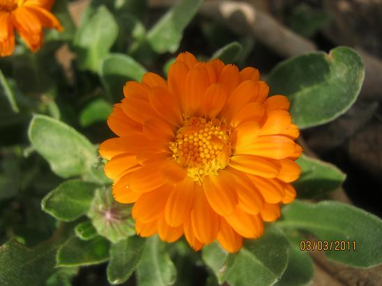 Name:  aynsafa 1.JPG
Views: 3226
Size:  42.0 KB