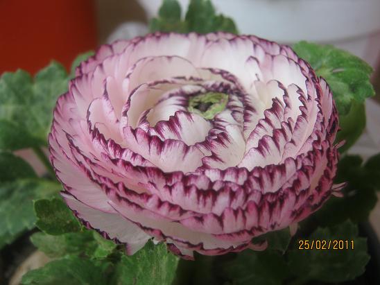 Name:  erengl.JPG
Views: 2608
Size:  47.7 KB