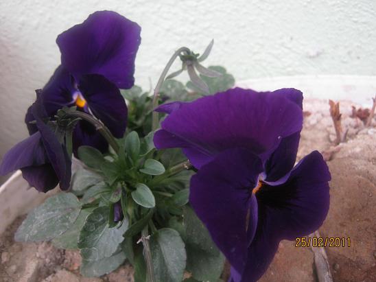 Name:  hercai.JPG
Views: 2167
Size:  42.9 KB