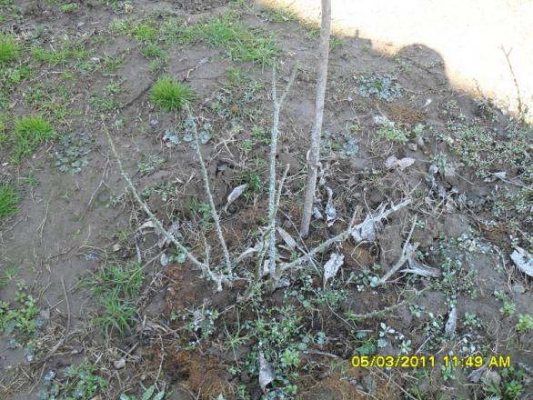 Name:  009.jpg
Views: 1140
Size:  71.5 KB