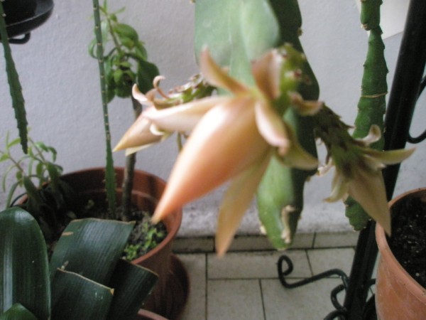 Name:  018 (600 x 450).jpg
Views: 903
Size:  55.2 KB
