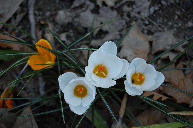 Name:  DSC_0572.jpg
Views: 570
Size:  34.9 KB