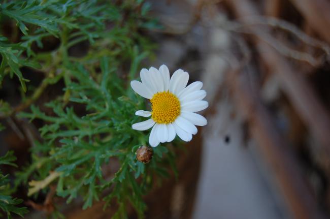 Name:  DSC_0595.jpg
Views: 597
Size:  27.4 KB