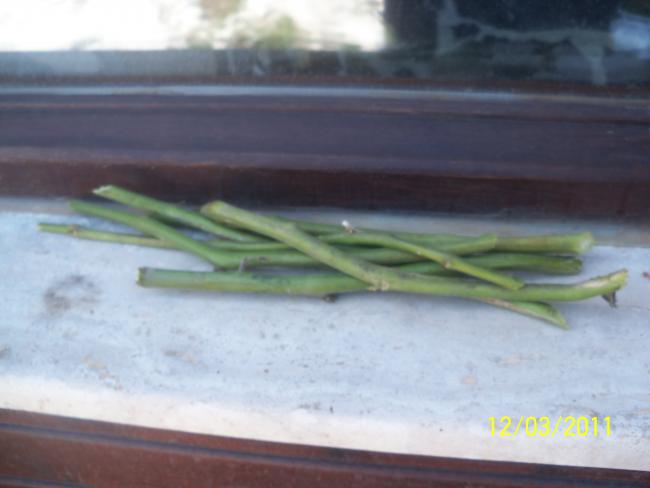Name:  100_1732.jpg
Views: 518
Size:  27.3 KB