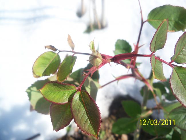 Name:  100_1656.jpg
Views: 486
Size:  37.0 KB