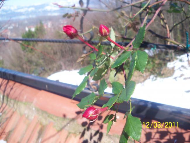 Name:  100_1720.jpg
Views: 489
Size:  43.3 KB