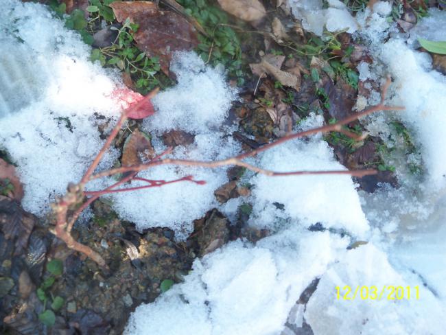 Name:  100_1660.jpg
Views: 466
Size:  57.3 KB