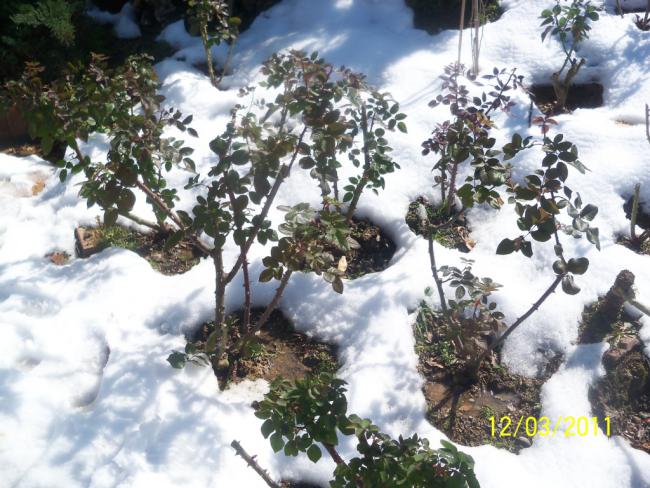 Name:  100_1646.jpg
Views: 467
Size:  68.8 KB