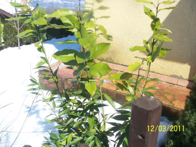 Name:  100_1669.jpg
Views: 450
Size:  62.0 KB