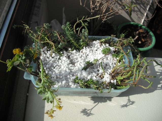 Name:  DSCF2005.jpg
Views: 2492
Size:  51.4 KB