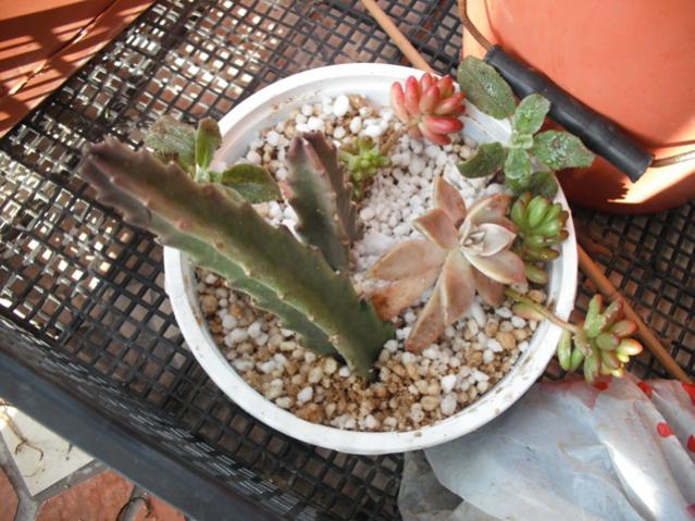 Name:  DSCF2009.jpg
Views: 2329
Size:  60.3 KB