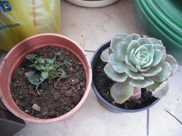 Name:  DSCF2008.jpg
Views: 2317
Size:  44.7 KB