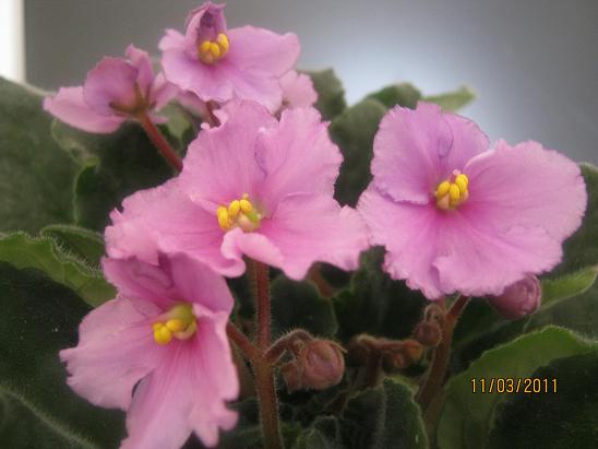 Name:  meneke1.JPG
Views: 1391
Size:  39.8 KB