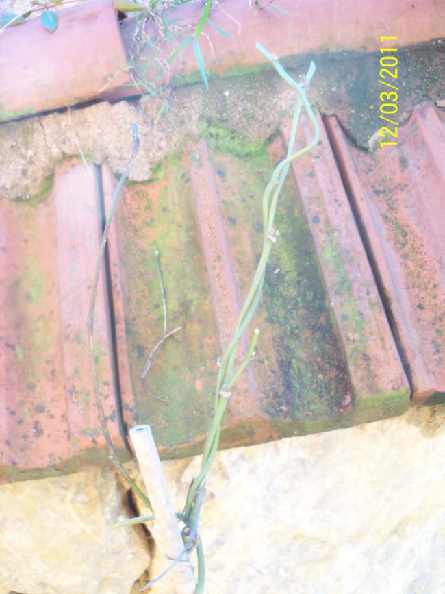 Name:  100_1744.jpg
Views: 797
Size:  65.1 KB
