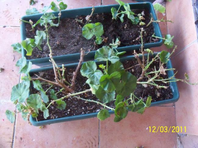 Name:  100_1752.jpg
Views: 802
Size:  59.4 KB