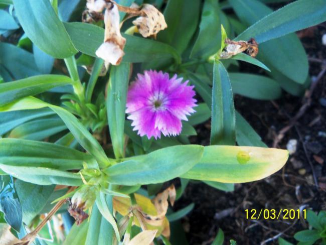 Name:  100_1798.jpg
Views: 744
Size:  47.8 KB