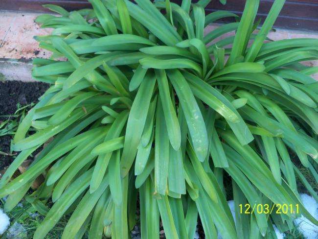Name:  100_1806.jpg
Views: 802
Size:  55.2 KB