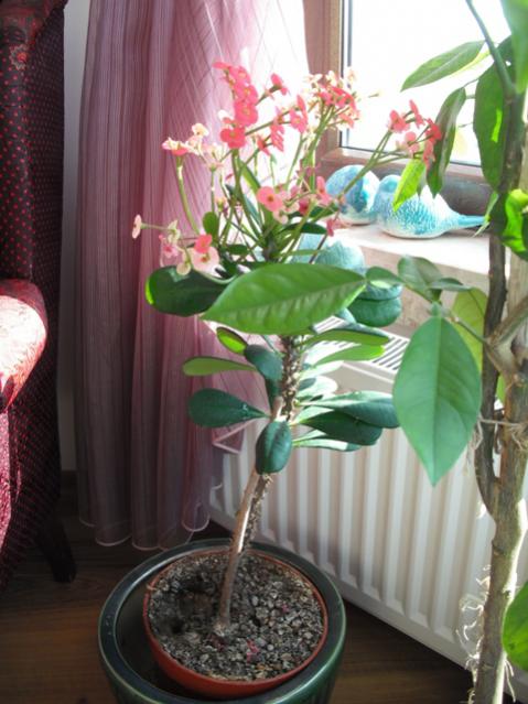 Name:  DSCF2024.jpg
Views: 2864
Size:  48.7 KB