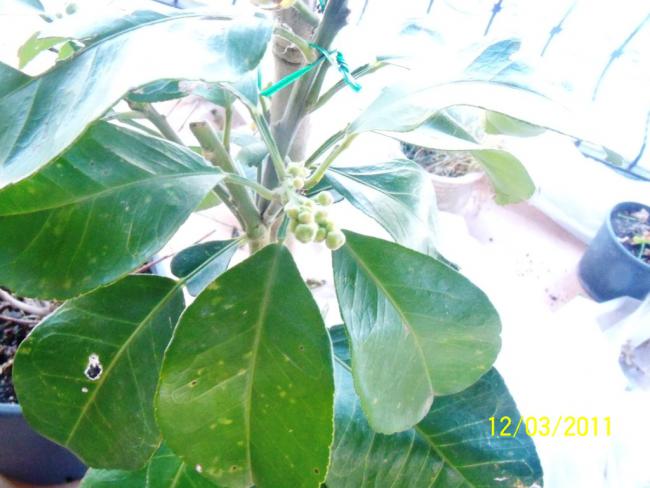 Name:  100_1762.jpg
Views: 844
Size:  44.0 KB
