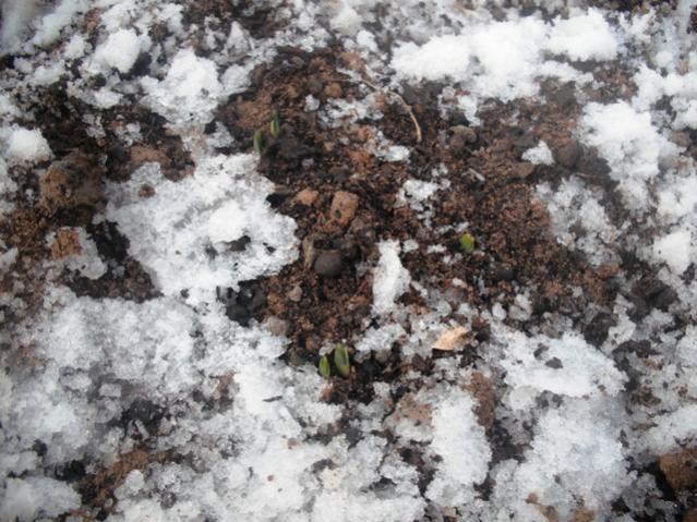 Name:  DSCF2066.jpg
Views: 2878
Size:  66.9 KB