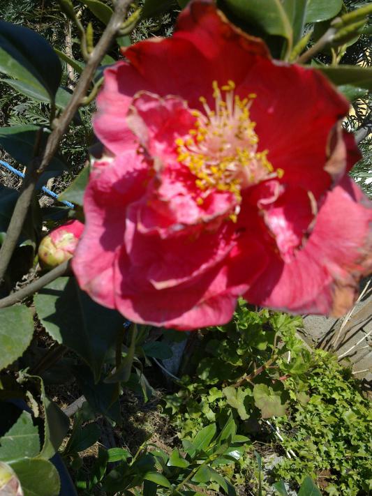 Name:  s 018.jpg
Views: 665
Size:  74.8 KB
