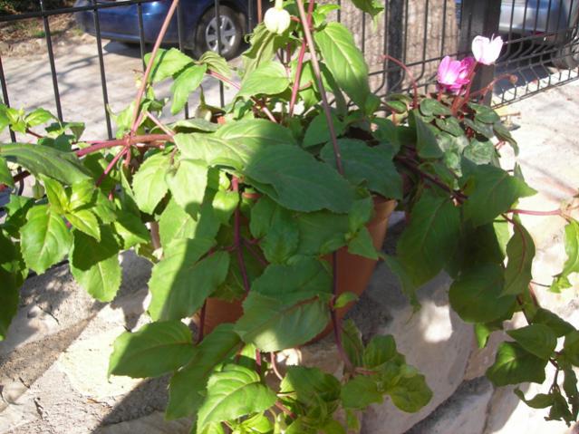 Name:  DSCN4424.jpg
Views: 533
Size:  58.7 KB