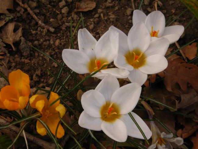 Name:  DSCN4438.jpg
Views: 517
Size:  44.6 KB