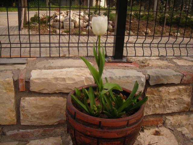 Name:  DSCN4441.jpg
Views: 520
Size:  55.0 KB