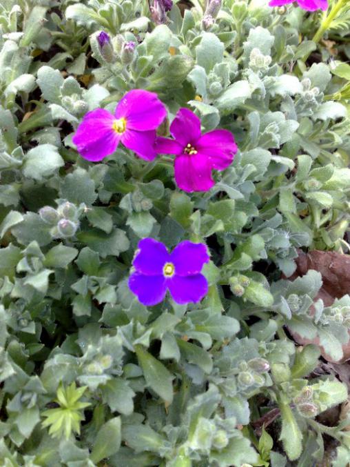 Name:  obrizya2.jpg
Views: 832
Size:  70.3 KB