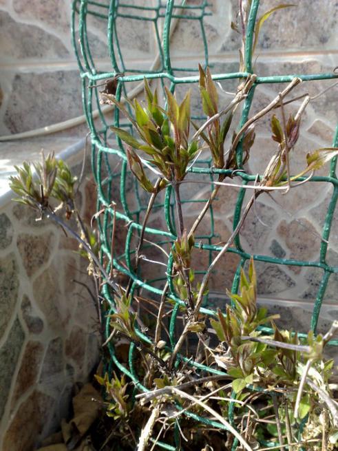 Name:  cepclematis.jpg
Views: 903
Size:  70.8 KB