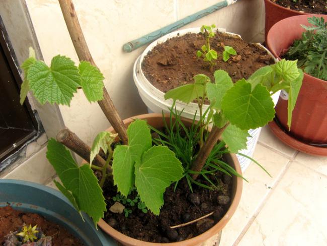 Name:  cepasma.jpg
Views: 750
Size:  51.8 KB