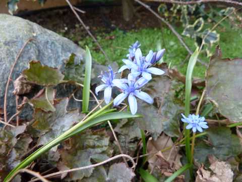 Name:  Bahe 13 Mart 2011 006.JPG
Views: 788
Size:  45.2 KB