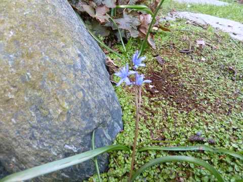 Name:  Bahe 13 Mart 2011 008.JPG
Views: 799
Size:  53.2 KB
