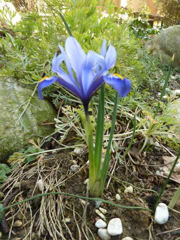 Name:  Bahe 13 Mart 2011 009.JPG
Views: 864
Size:  50.9 KB