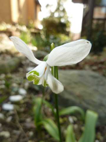 Name:  Bahe 13 Mart 2011 011.JPG
Views: 1134
Size:  25.3 KB