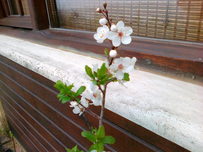Name:  19032011387.jpg
Views: 998
Size:  56.7 KB