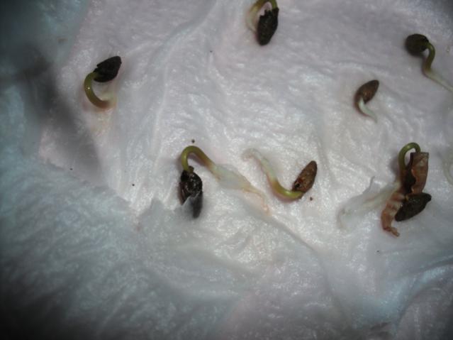 Name:  DSCF2041.jpg
Views: 1013
Size:  28.0 KB