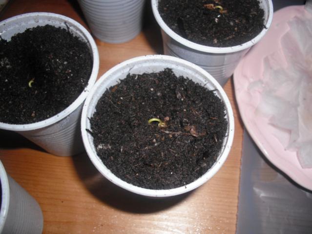 Name:  DSCF2045.jpg
Views: 1056
Size:  41.5 KB
