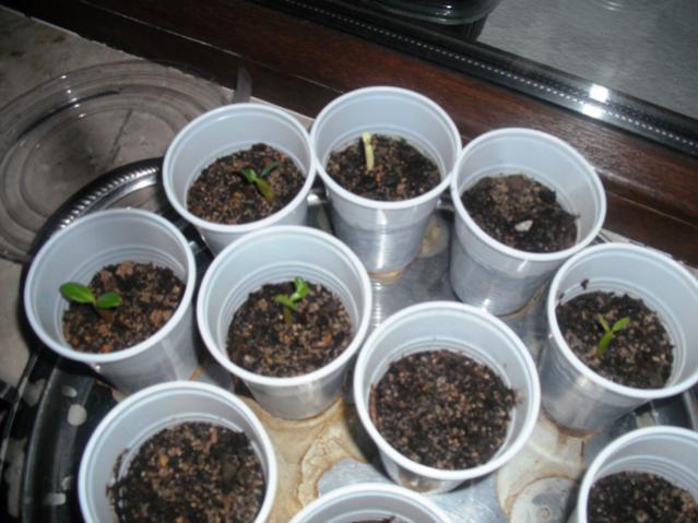 Name:  DSCF2059.jpg
Views: 1047
Size:  47.0 KB