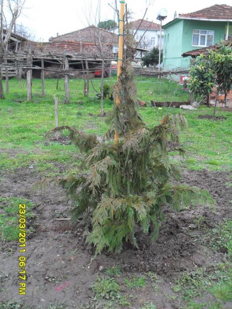 Name:  031.jpg
Views: 952
Size:  71.4 KB