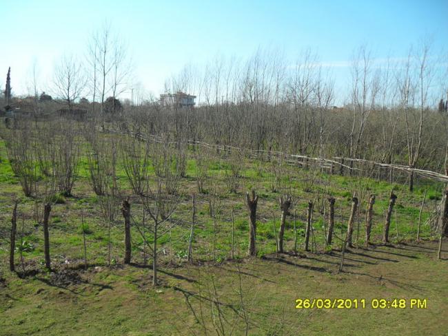 Name:  033.jpg
Views: 717
Size:  63.0 KB