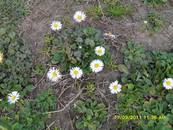 Name:  004.jpg
Views: 928
Size:  72.2 KB