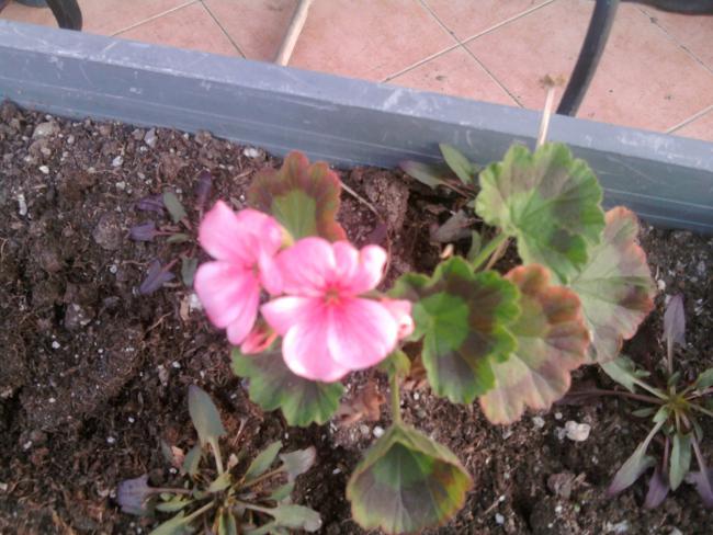 Name:  Fotoraf0449.jpg
Views: 889
Size:  53.2 KB