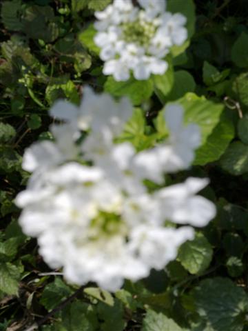 Name:  reeaa 014 (Kk).jpg
Views: 423
Size:  36.2 KB