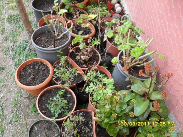 Name:  019.jpg
Views: 530
Size:  72.6 KB