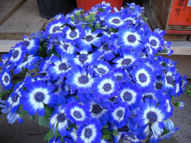 Name:  SDC11886 copy.jpg
Views: 961
Size:  63.1 KB