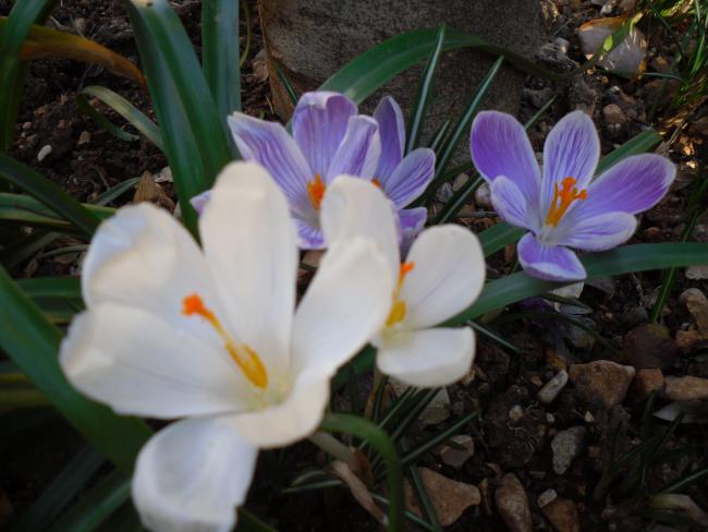 Name:  SDC11887 copy.jpg
Views: 766
Size:  42.1 KB